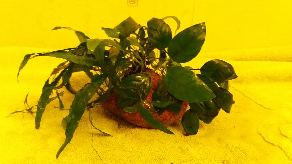 20160731_203801.jpg