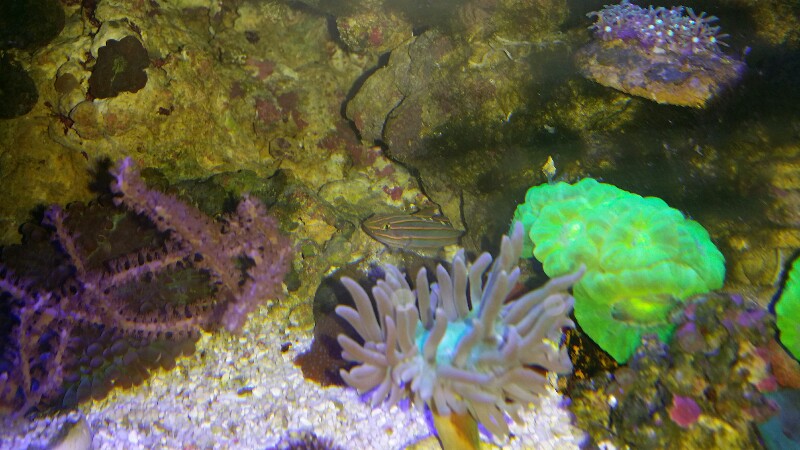 20160809_161804-800x450.jpg