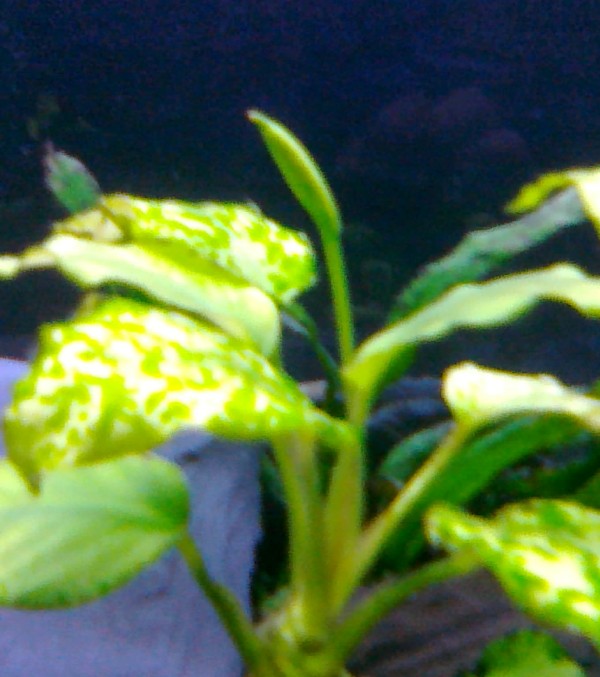 20130124301-001.jpg
