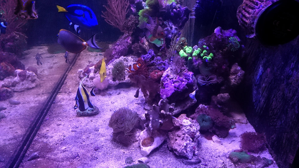 DSC_1317.JPG