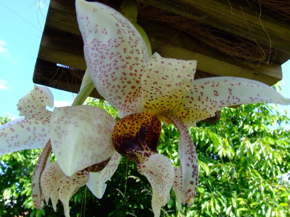 Stanhopea napoensis - 1.jpg