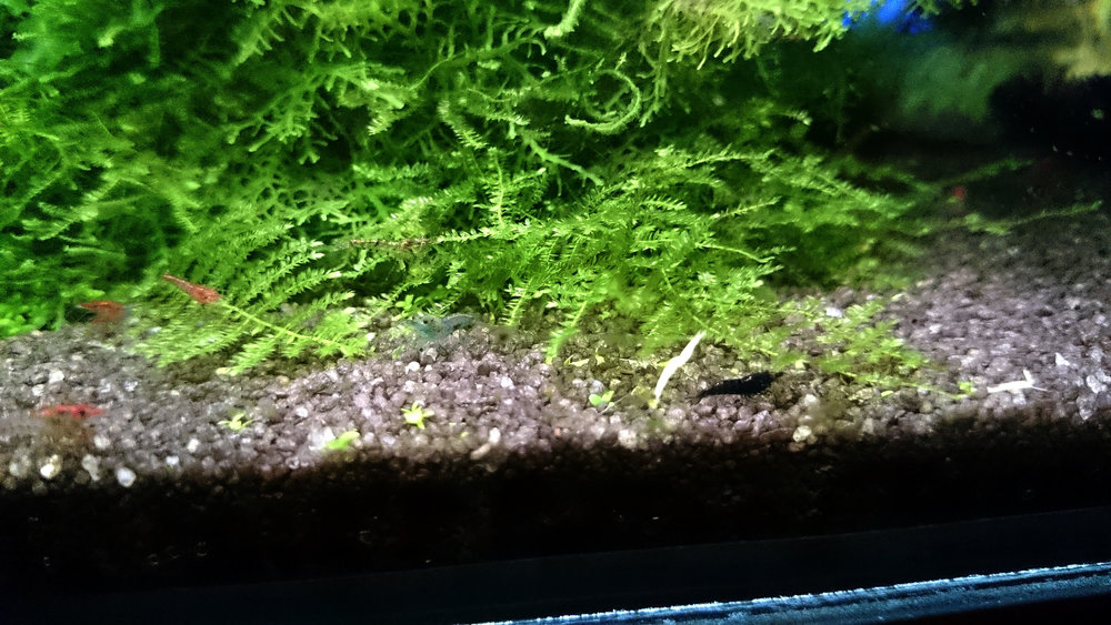 DSC_1517.JPG
