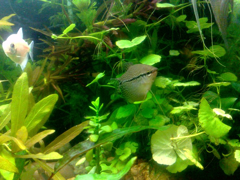 20130130576.jpg