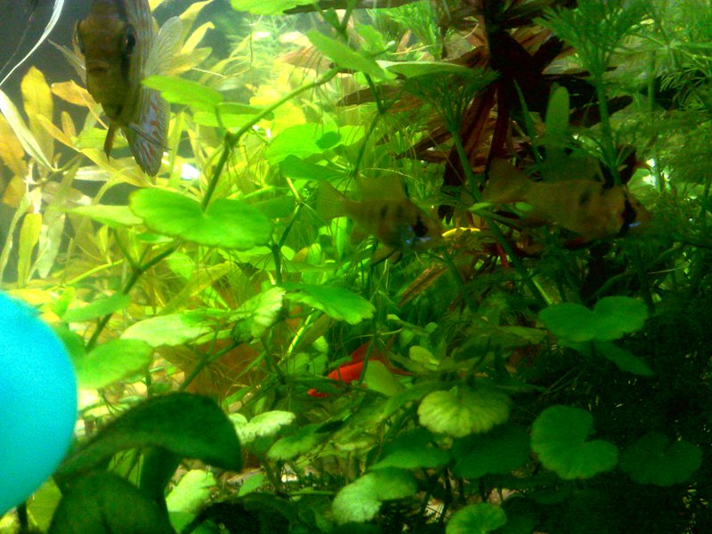 20130130581.jpg