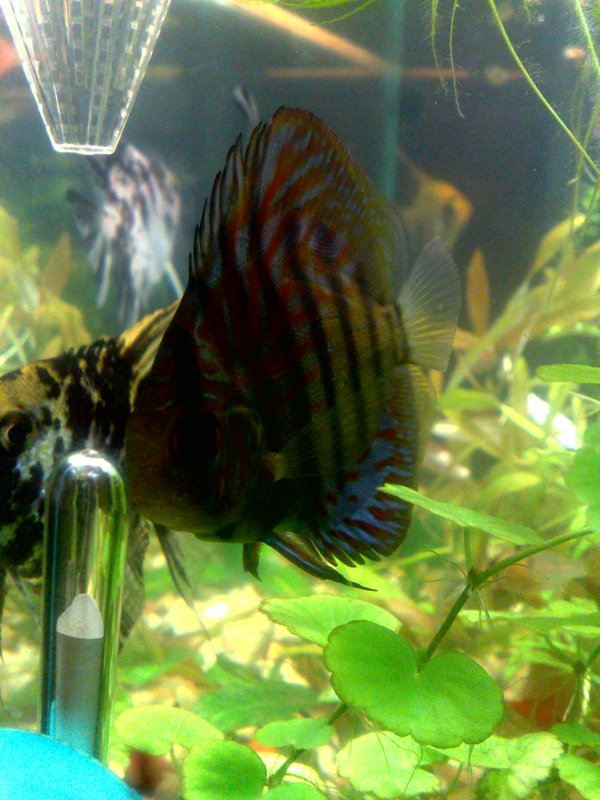 20130130583.jpg
