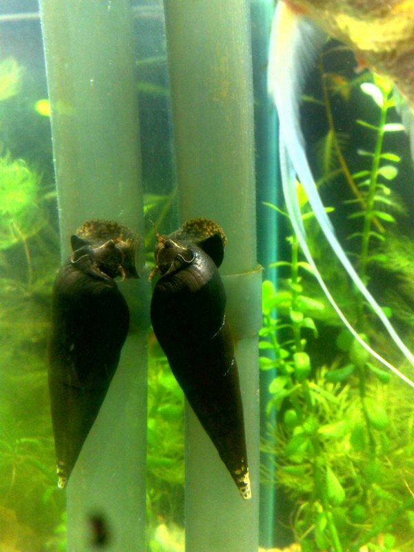 20130130592.jpg