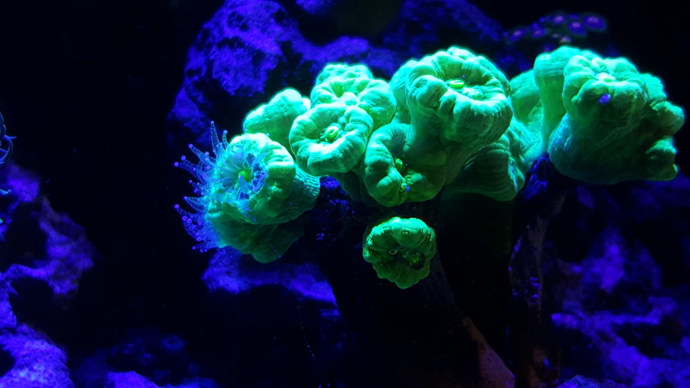 Caulastrea