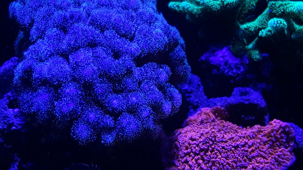 Pocillopora