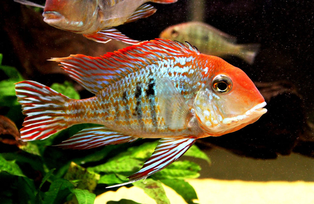 ziemiojad-orange-head-tapajos-geophagus-ryba-akwariowa.jpg