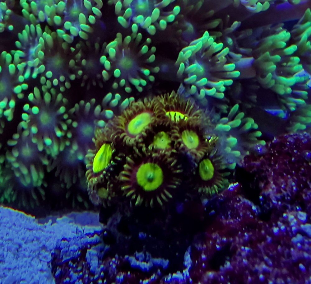 zoa_sundrops.jpg