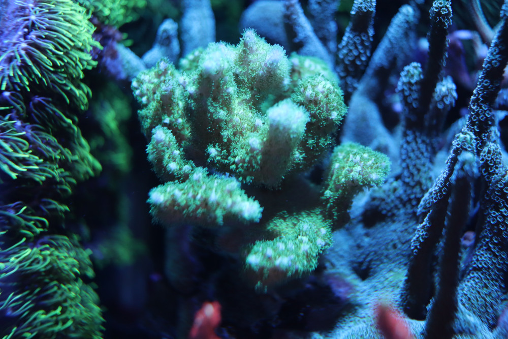 Pocillopora Damicornis