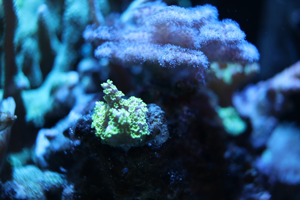 Montipora Star Wars