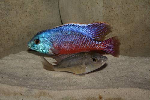 protomelas_taeniolatus_boadzulu.jpeg