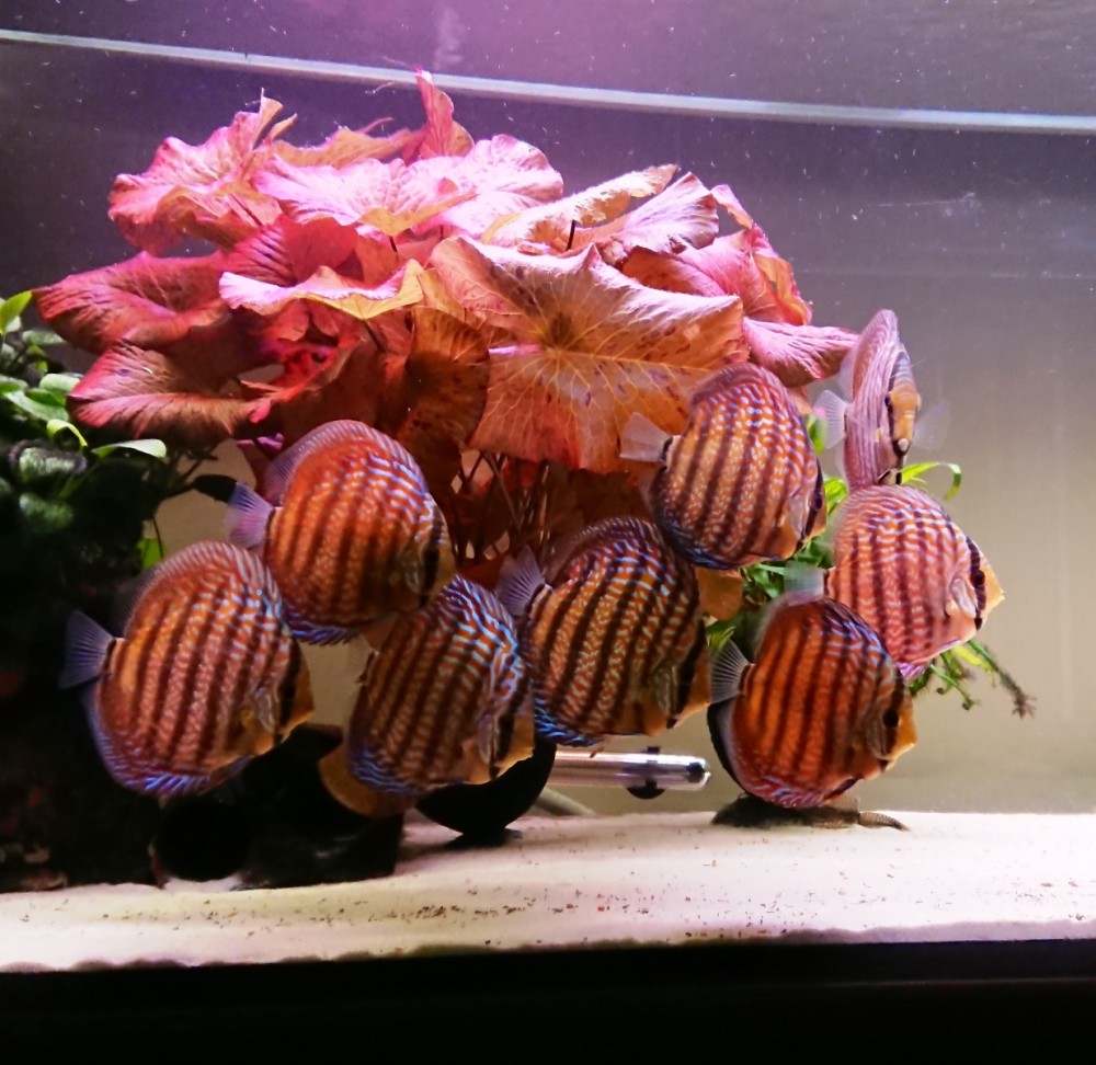 DSC_0585.jpg