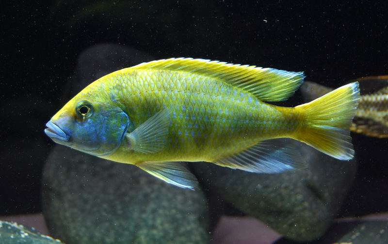 Nimbochromis Venustus.jpg