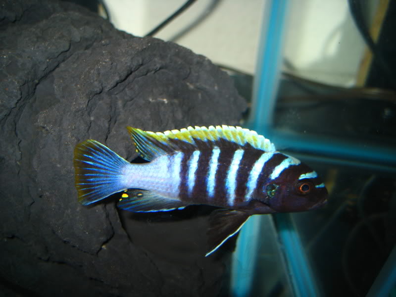 Cynotilapia afra Red Top (Likoma)