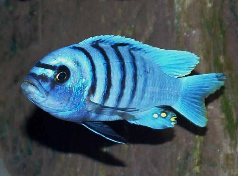 Cynotilapia sp. hara