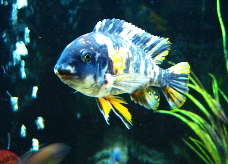 Labeotropheus fuelleborni