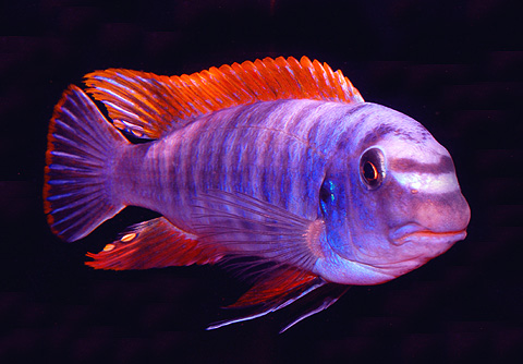 Labeotropheus trewavasae