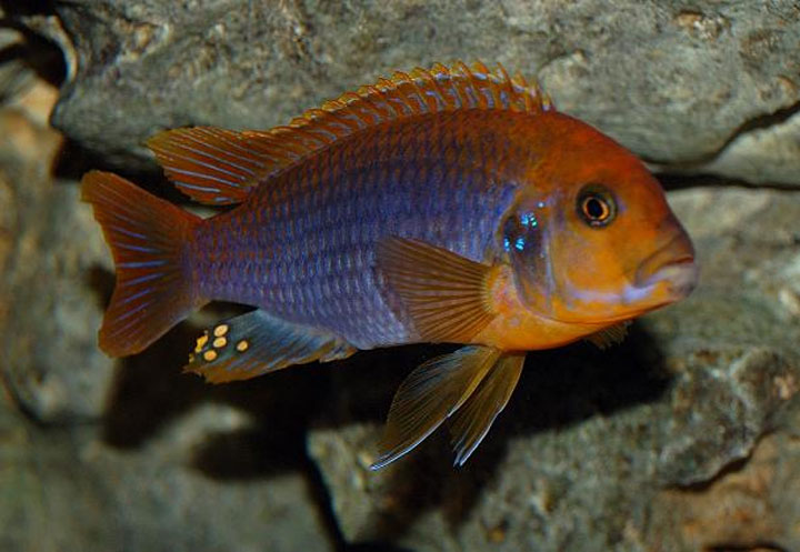 Iodotropheus sprengerae.jpg