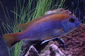 Gephyrochromis lawsi(Nkhata Bay)