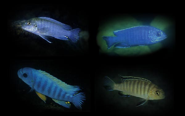 Gephyrochromis sp. zebroides.jpg