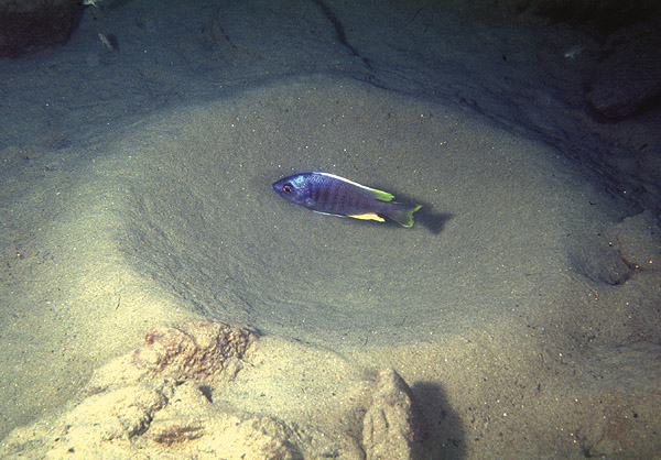 Copadichromis likoma