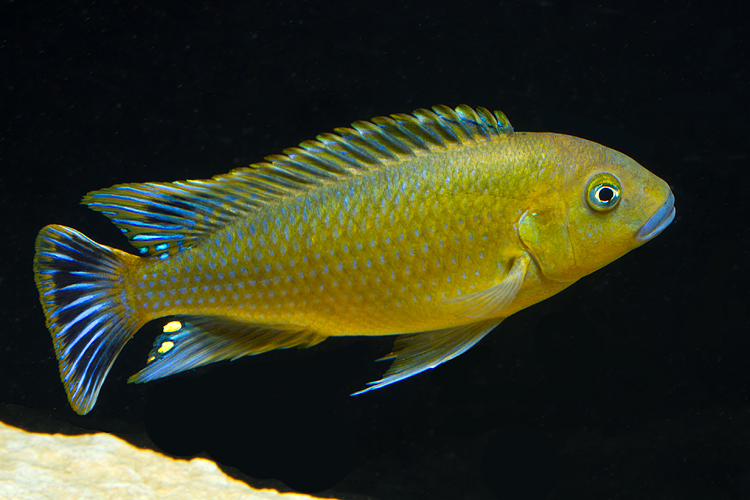 Pseudotropheus williamsi.jpg