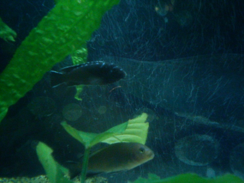 Pseudotropheus elongatus Neon Spot.JPG