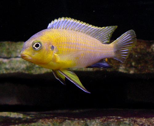 Tropheops sp yellow chin.jpg