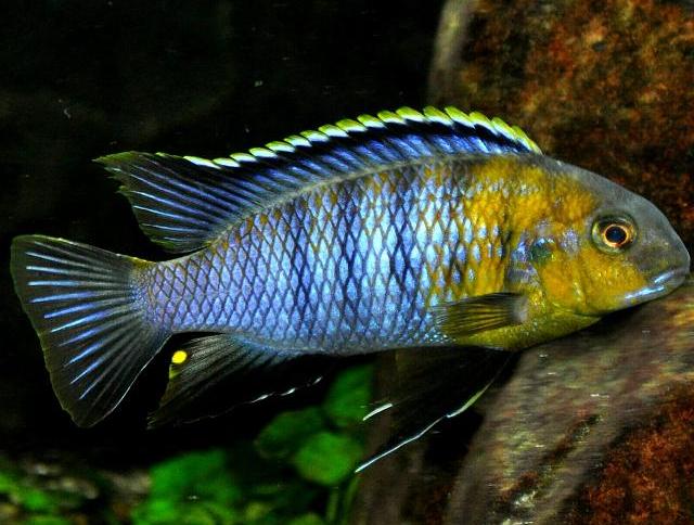Tropheops red cheek