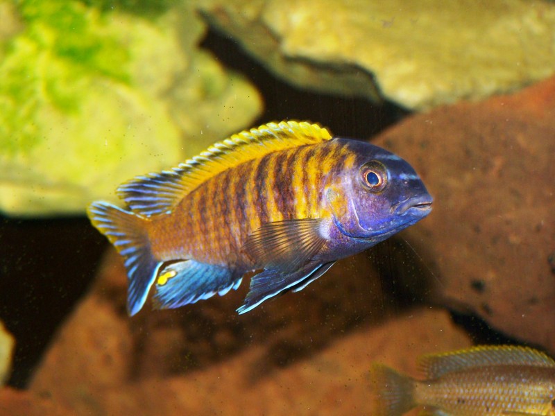 Tropheops sp Red Fin