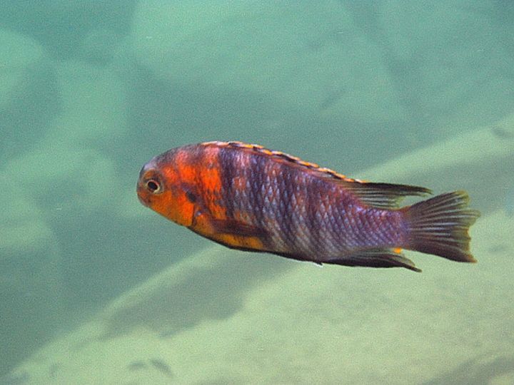 Tropheops gracilior (Otter Pt.).jpg