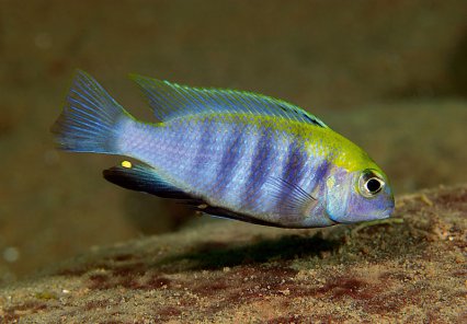 Samiec Tropheops Sp. Macrophthalmus Chitimba