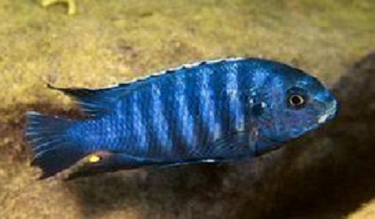 Tropheops sp. lumessi blue.jpeg