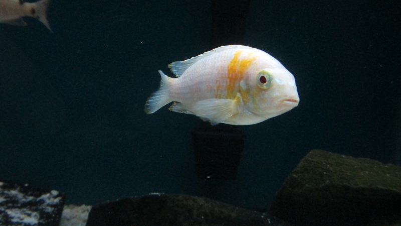 Tropheops  macrophthalmus Albino