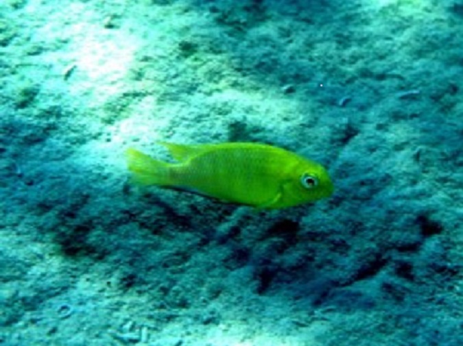 Tropheops  macrophthalmus Kirondo