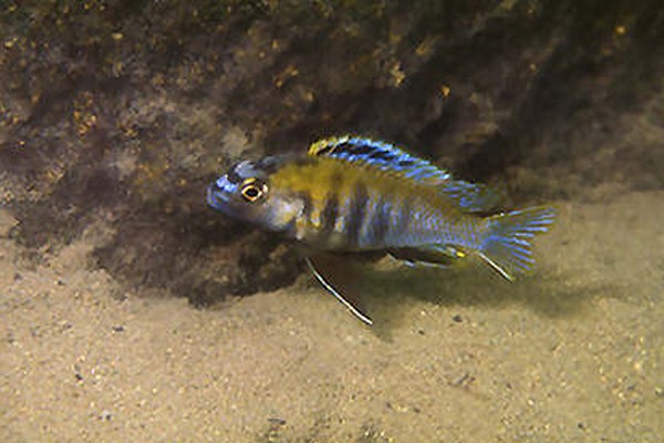 Samiec Tropheops novemfasciatus Kadango