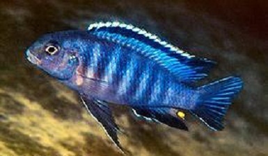 Tropheops sp. Black Dorsal.