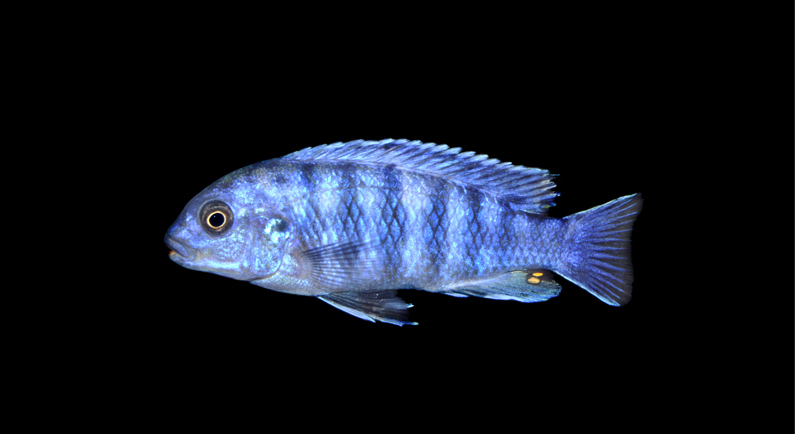 Samiec labidochromis fregbergi