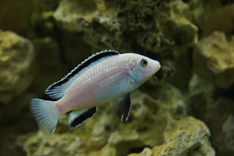 Labidochromis caeruleus Nhkali