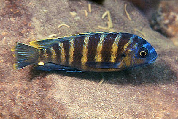 Samiec Tropheops sp boadzulu Makokola