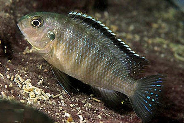 Samica Tropheops sp. Boadzulu Makokola