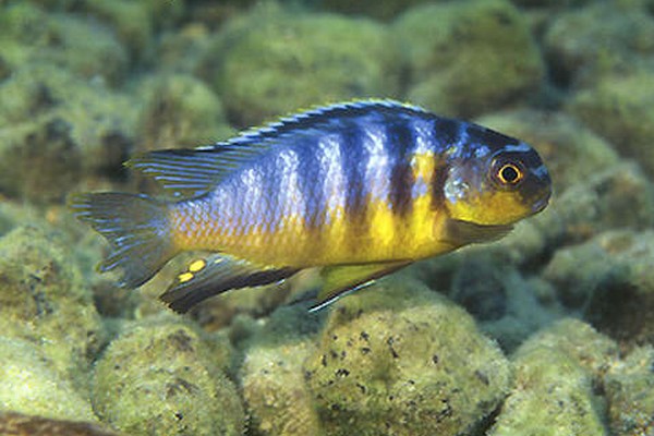 Samiec Tropheops sp broad mouth-Minos