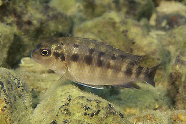 Samica Tropheops sp broad mouth Minos