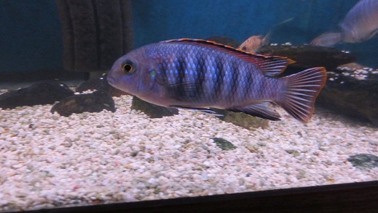 Samiec Tropheops sp. Chilumba Mphanga
