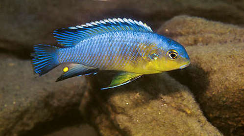 Samiec Tropheops sp yellow gular Gome