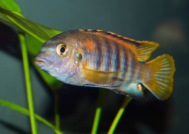 Tropheops sp. 'mauve yellow.jpg