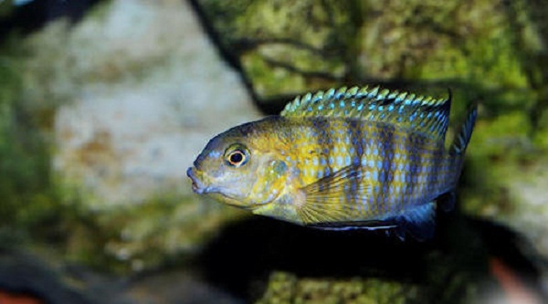Tropheops sp mauve yellow.jpg