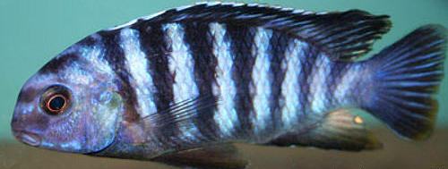 Samiec Tropheops sp. Higga (Ngkuyo)
